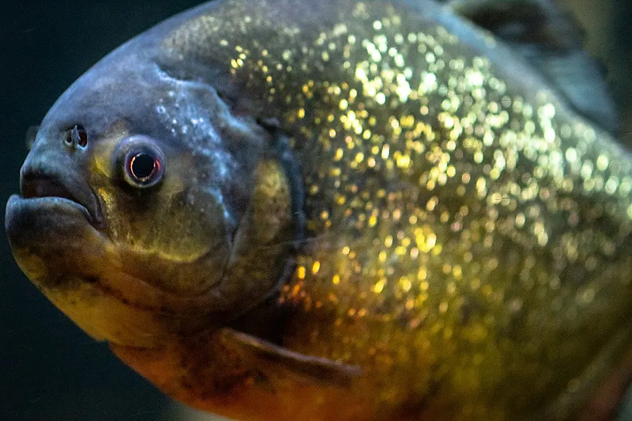 Piranhas in Culture and Art: From Ancient Myths to Modern Cinema